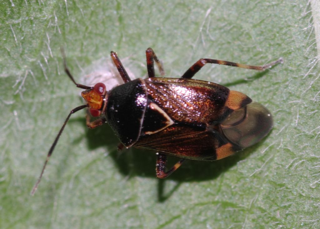 Miridae: Deraeocoris flavilinea della Calabria (CS)